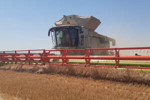 Demo-tour Claasa: Novi Lexion 8900 u žetvi na hrvatskim poljima pšenice