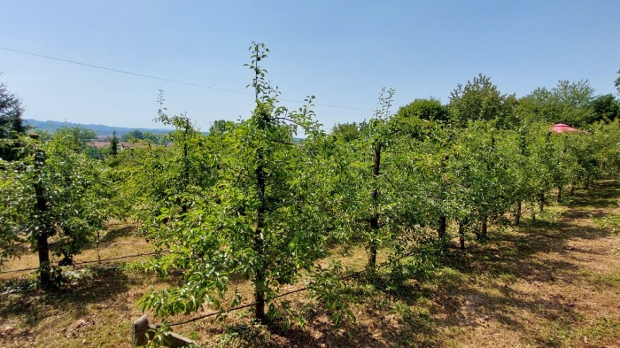 Ministarstvo podstiče podizanje novih zasada - poziv voćarima da se prijave