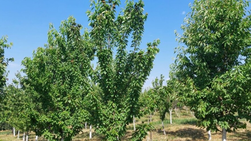 Ljetna rezidba trešanja je uvjet za veće prinose - kako ju obaviti?