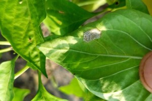 Paprika i rajčica: Slijedi novi napad kukuruznog moljca i sovice