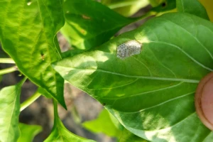 Paprika i paradajz: Slijedi novi napad kukuruznog plamenca i pamukove sovice