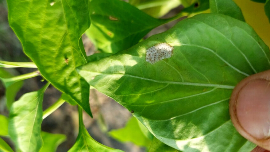 Paprika i paradajz: Slijedi novi napad kukuruznog plamenca i pamukove sovice