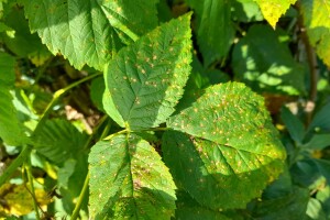 Hrđa i druge bolesti maline - kako ih suzbiti?