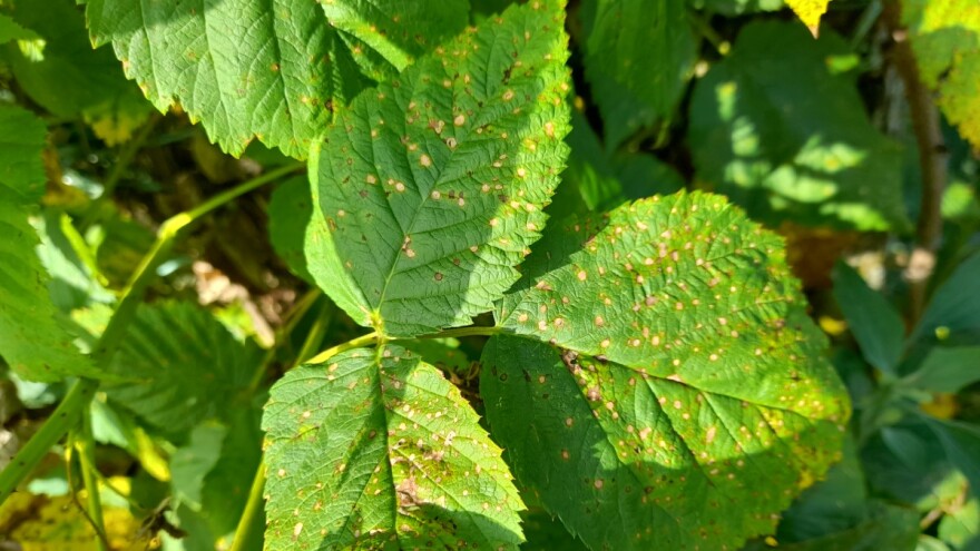 Rđa napala malinu, a sa kišom dolaze i druge bolesti - kako ih suzbiti?