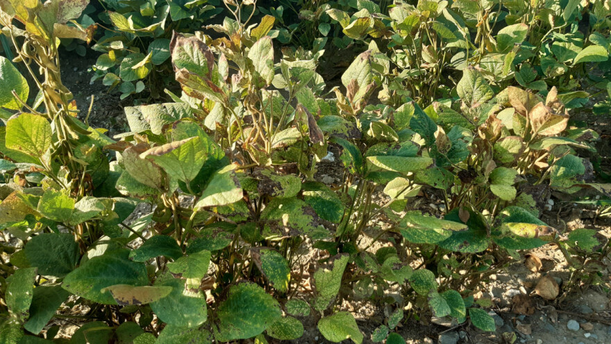 Sutra temperature i do 10°C manje nego danas: Kulturama stiže pravo osvježenje ili šok?