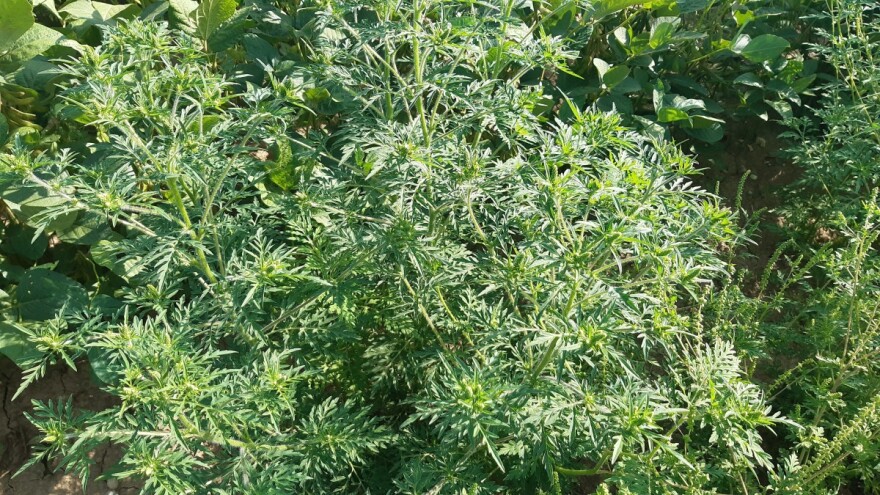 Učinkovita borba: Ambroziju suzbiti prije nego se osjemeni