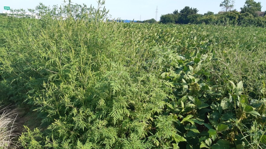 U savjetovanju Akcijski plan unosa invazivnih stranih vrsta prilikom transporta