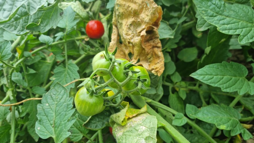 Poljoprivrednim kulturama prijeti suša: Jedina pomoć kontinuirano navodnjavanje