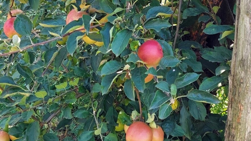 Većina domaćih jabuka završit će u industriji - jest ćemo uvozne!