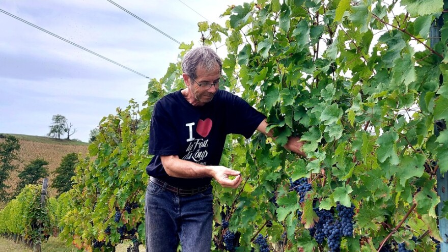Bosanska zemlja, francuski hrast i pomoć seljana daju vrhunska vina Vinarije Fazan