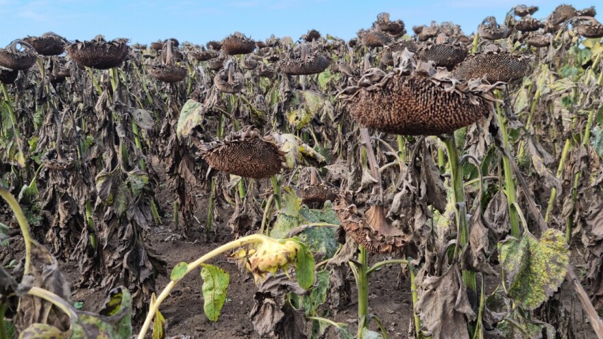 Ljetna tuča smanjila prinos suncokreta: Nikica Marić ostao bez 10 hektara