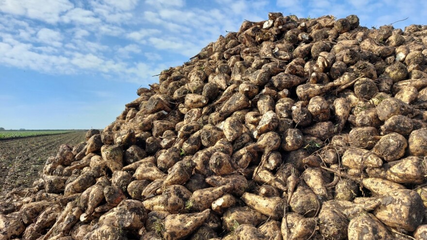 Krenulo vađenje šećerne repe, otkupna cena ne pokriva ulaganje