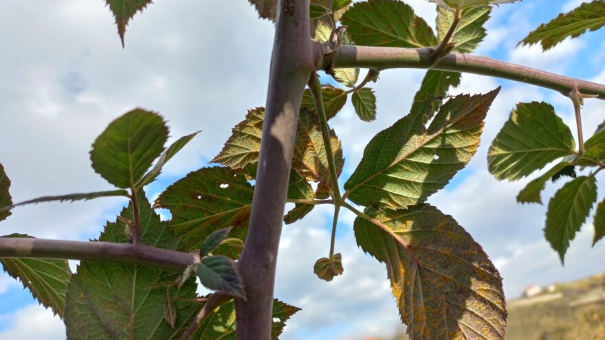Uočena žuta rđa lista i izdanaka kupine - izaziva značajne štete