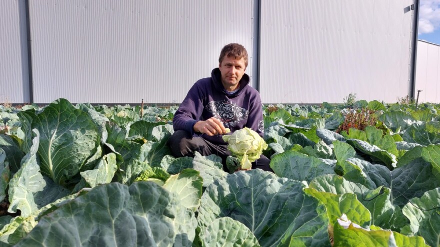 Zbog loše godine, ni proizvođači organskog kupusa ne traže višu cenu?
