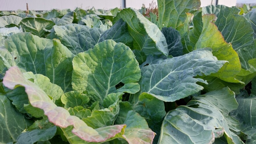 Crna trulež kupusnjača drastično umanjuje prinose plodova