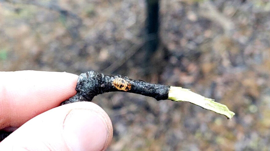 Kada je vreme za prvi tretman protiv kruškine buve?