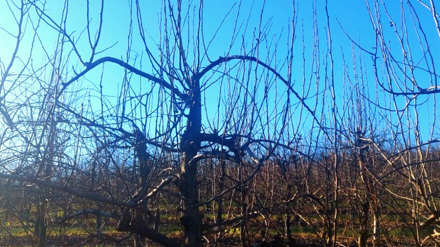 Dominantan vrh smanjuje rod i ubrzava propadanje stabala