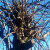 Uklonite "kape": Rezidba zadebljalih vrhova starijih stabala kruške