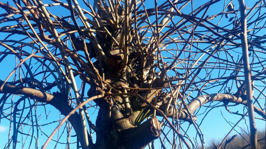 Uklonite "kape": Rezidba zadebljalih vrhova starijih stabala kruške