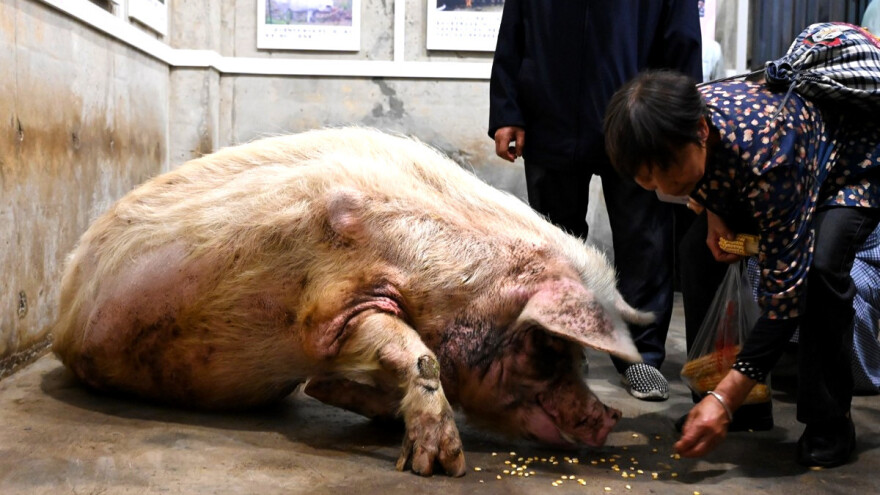 Uginula "Snažna svinja": Prije 13 godina preživjela je potres i 36 dana pod ruševinama