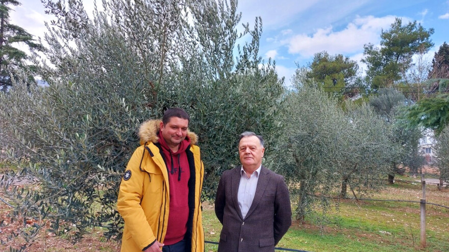 Hercegovina povećala broj stabala maslina za gotovo 15 puta