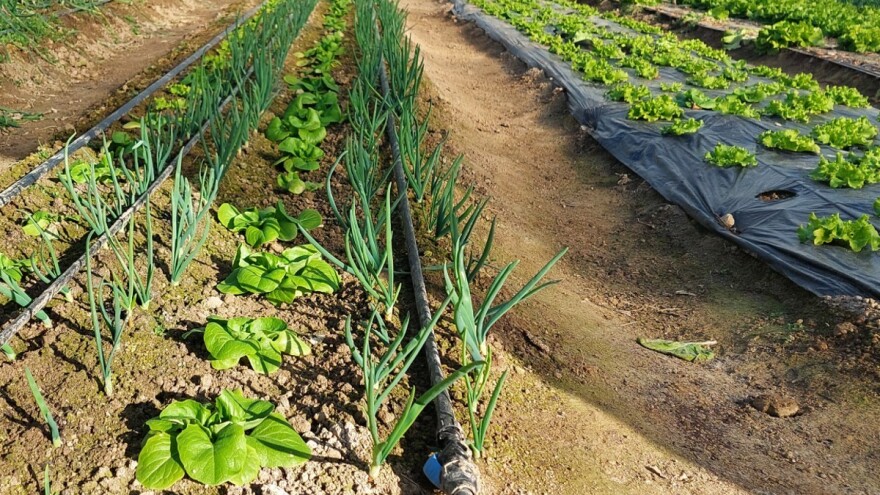 Preporuka za proizvođače mladog luka u plasteniku