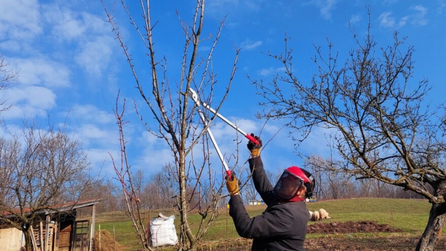 Februar je idealan za zimsku rezidbu koštičavog voća