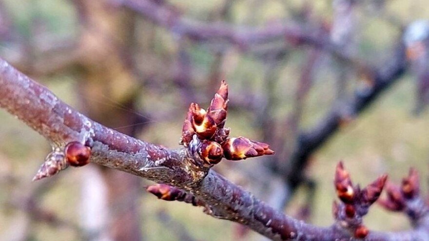 Počelo bubrenje pupoljaka šljiva i krušaka - šta preduzeti?