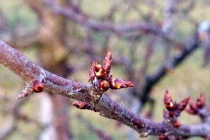 Počelo bubrenje pupoljaka šljiva i krušaka - šta poduzeti?