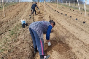Kod sadnje borovnice neka zemljište bude usitnjeno toliko da u njega upada noga