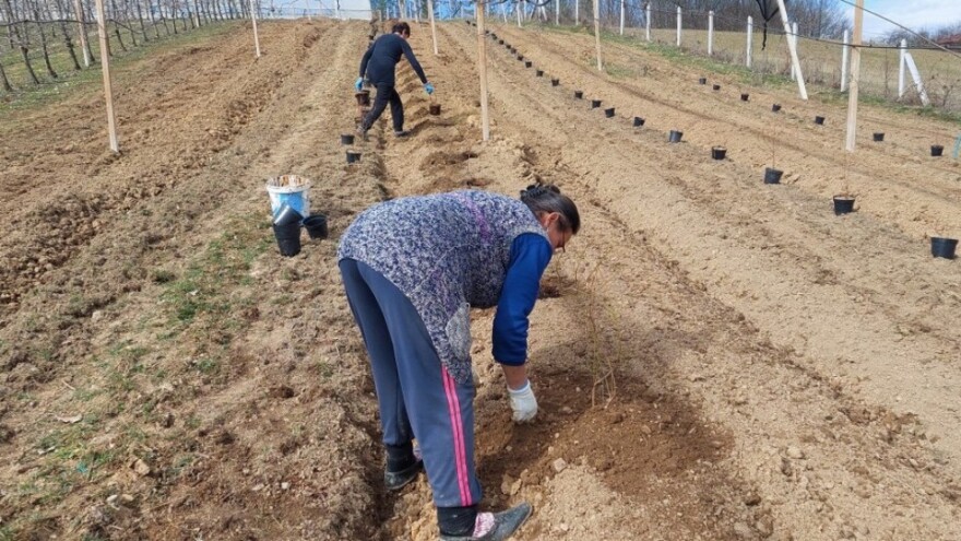 Kod sadnje borovnice neka zemljište bude usitnjeno toliko da u njega upada noga