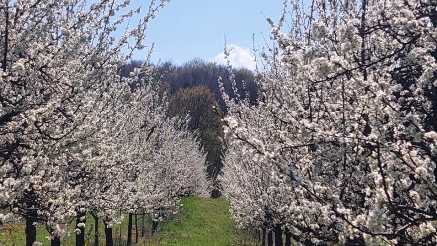 Kako su voćari preživjeli mraz - najviše oštećena jabuka Ajdared?