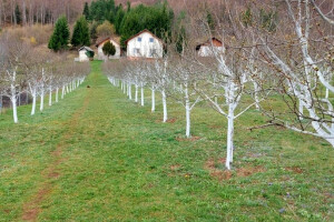 Zašto je krečenje stabala u velikim voćnjacima rijetko?