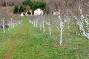 Zašto je krečenje stabla u velikim voćnjacima retko?