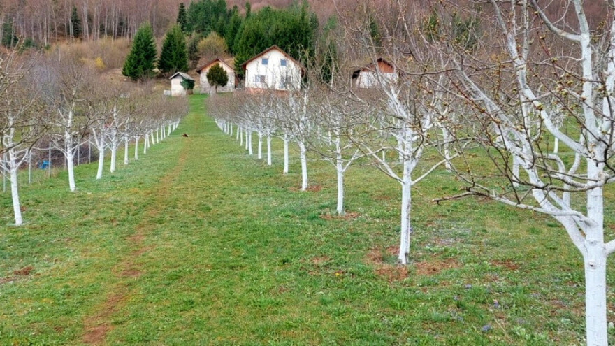Zašto je krečenje stabla u velikim voćnjacima retko?