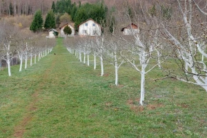 Zašto je krečenje stabla u velikim voćnjacima rijetko?