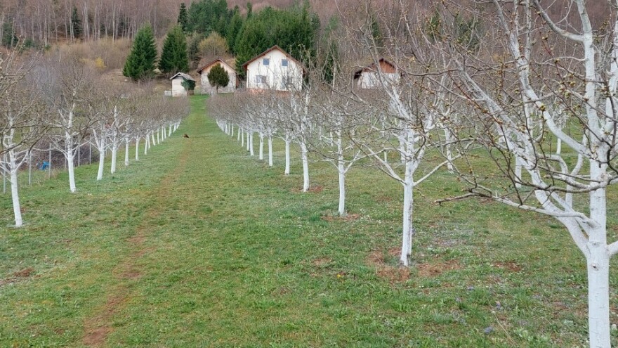 Zašto je krečenje stabla u velikim voćnjacima rijetko?