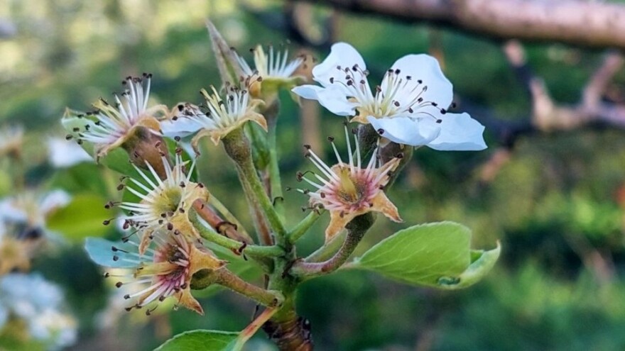 Tople jeseni mijenjaju voćarstvo: I kruške počele cvjetati