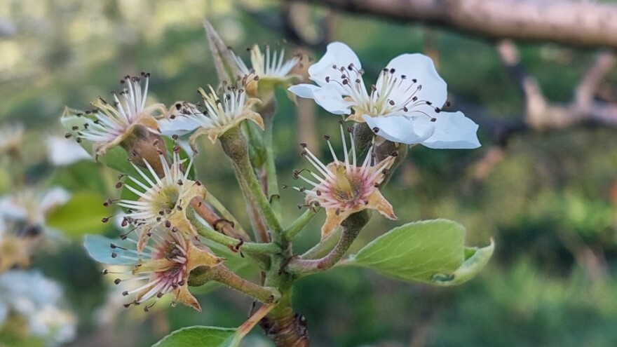 Tople jeseni mijenjaju voćarstvo: I kruške počele cvjetati!