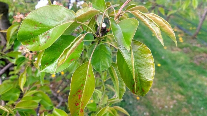 Kruškina grinja i lisne vaši prete voćkama -  kako ih suzbiti?