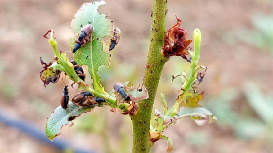 Obratite pažnju na listojede - mlade biljke su im poslastica