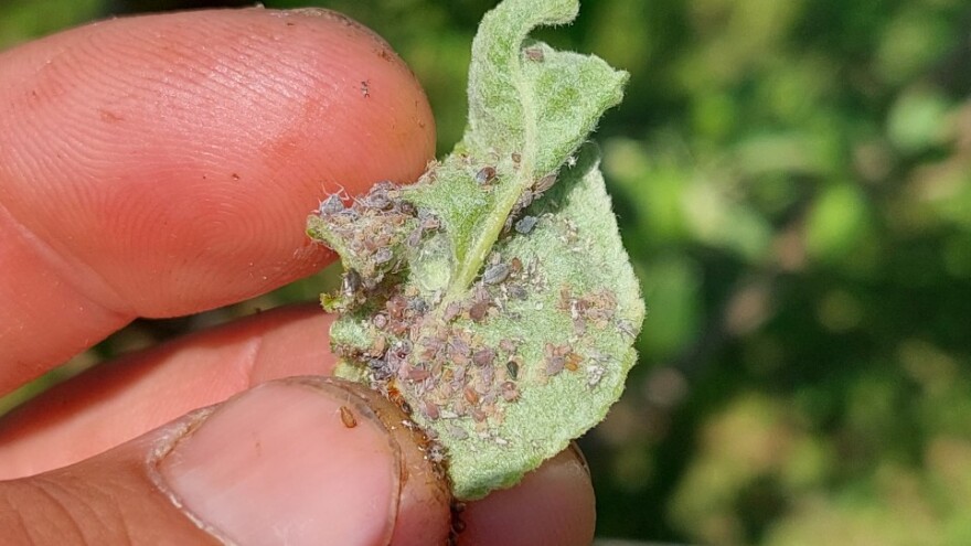 Prepoznajte simptome napada najčešćih štetočina i bolesti na voćkama