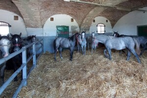 Ključnu ulogu u razvoja konjogojstva imaju udruge