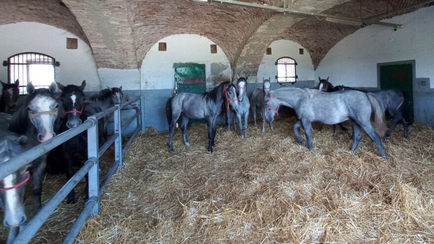 Konjarstvo postaje sve bitnije - ima li izvoz konjskog mesa perspektivu?