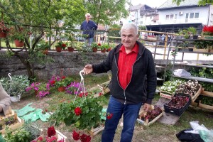 Kod Jovice uvijek špica - poslije cvijeća, u plastenike ide povrće