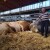 Najteži bik Poljoprivrednog sajma Veliša od 1.700 kilograma leži i uživa!
