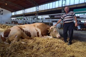 Najteži bik Novosadskog sajma - Veliša od 1.700 kilograma leži i uživa!