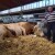 Najteži bik Novosadskog sajma - Veliša od 1.700 kilograma leži i uživa!