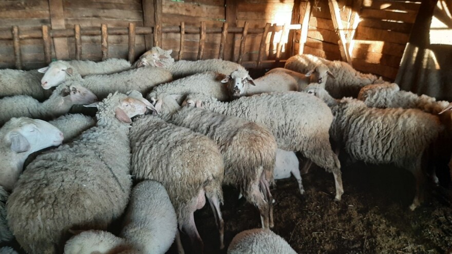 Da bi bio dobar ovčiji sir, kakva ishrana ovaca treba da bude?