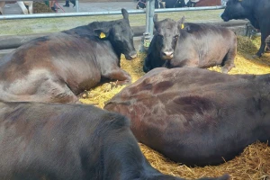 Iako angus rasa potiče iz brdskih predela, sve više je zastupljena i u Vojvodini